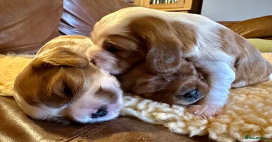 Cavalier King Charles Spaniel dogs - Advert 9