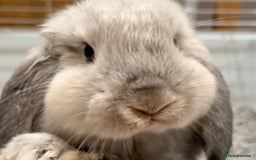 English Lop rabbits for sale: Cute Lop for sale - Image 4