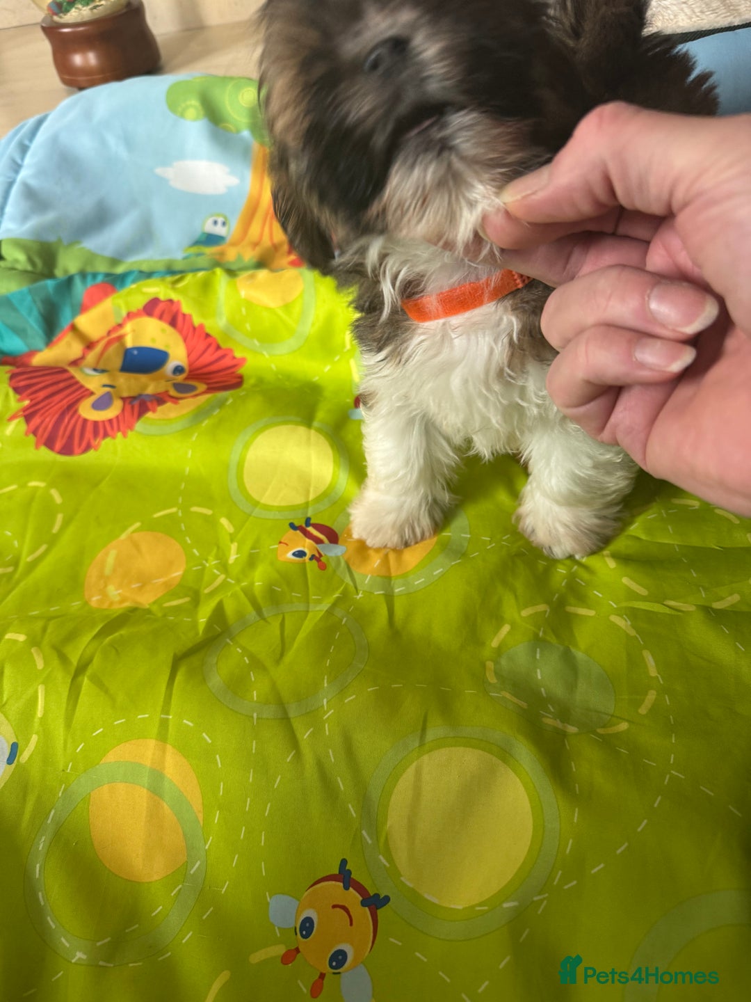 Lhasa Apso dogs for sale: KC reg female Lhasa apso puppy PRA clear  - Advert 18