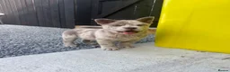Chow Chow dogs for sale: Stunning Exotic colour chowski puppies for sale - Advert 15