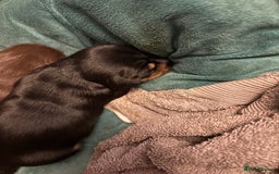 Miniature Dachshund dogs for sale: Miniature dachshund puppies  - Image 6