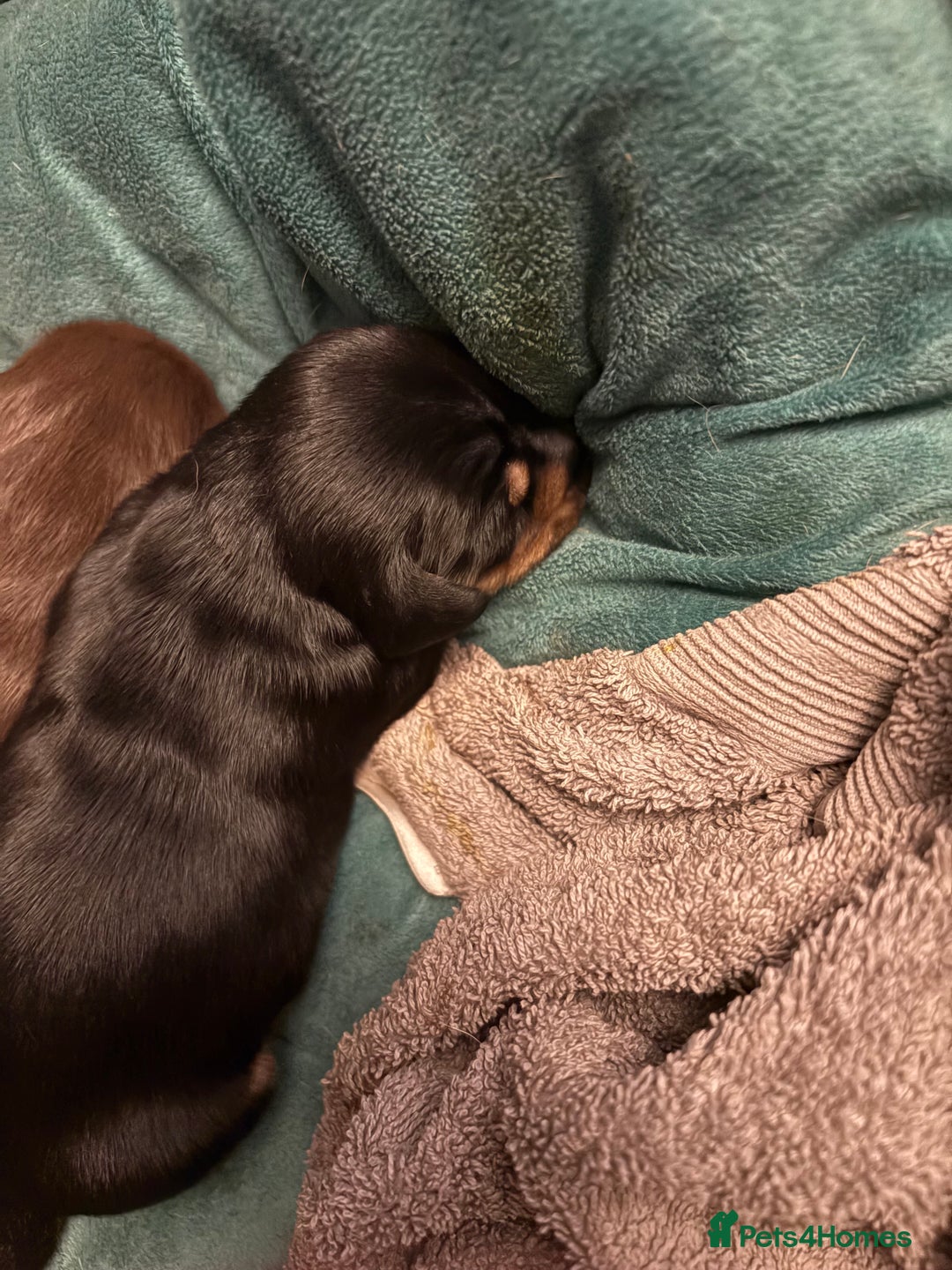Miniature Dachshund dogs for sale: Miniature dachshund puppies  - Image 6