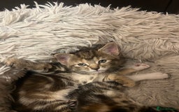 Mixed Breed cats for sale:  Beautiful Kittens for Sale – 2 Boys & 2 Girls 🐾 - Image 11
