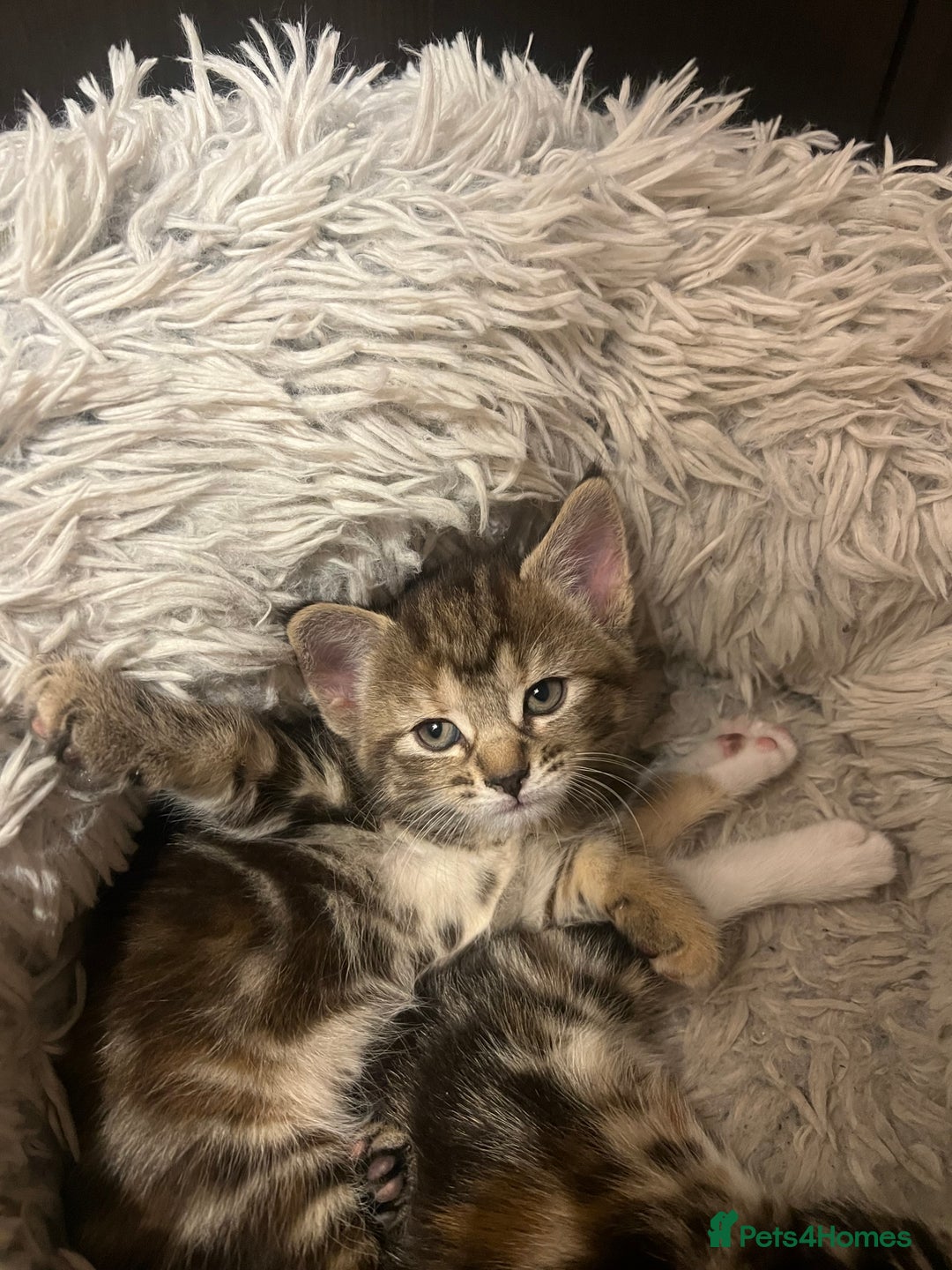 Mixed Breed cats for sale:  Beautiful Kittens for Sale – 2 Boys & 2 Girls 🐾 - Image 11