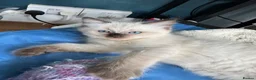 Ragdoll cats for sale: GCCF REG RAGDOLL KITTENS LILAC CHOC SEAL  - Advert 23
