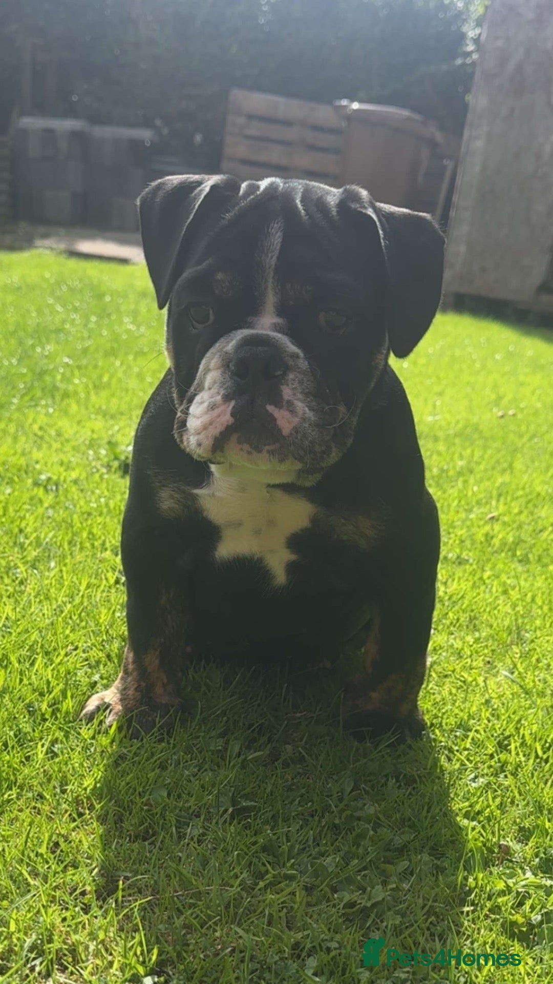 Olde English Bulldogge dogs LAST PUP OLD ENGLISH BULLDOG READY NOW - Advert 3