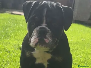 Olde English Bulldogge dogs LAST PUP OLD ENGLISH BULLDOG READY NOW - Advert 3