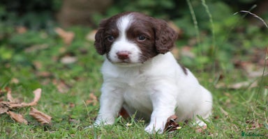 English Springer Spaniel dogs - Advert 8