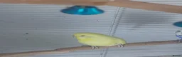 Budgerigars birds for sale: Beautiful budgies  in Aylesford - Advert 7