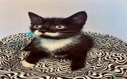 European cats for sale: Colourful kittens - Image 17