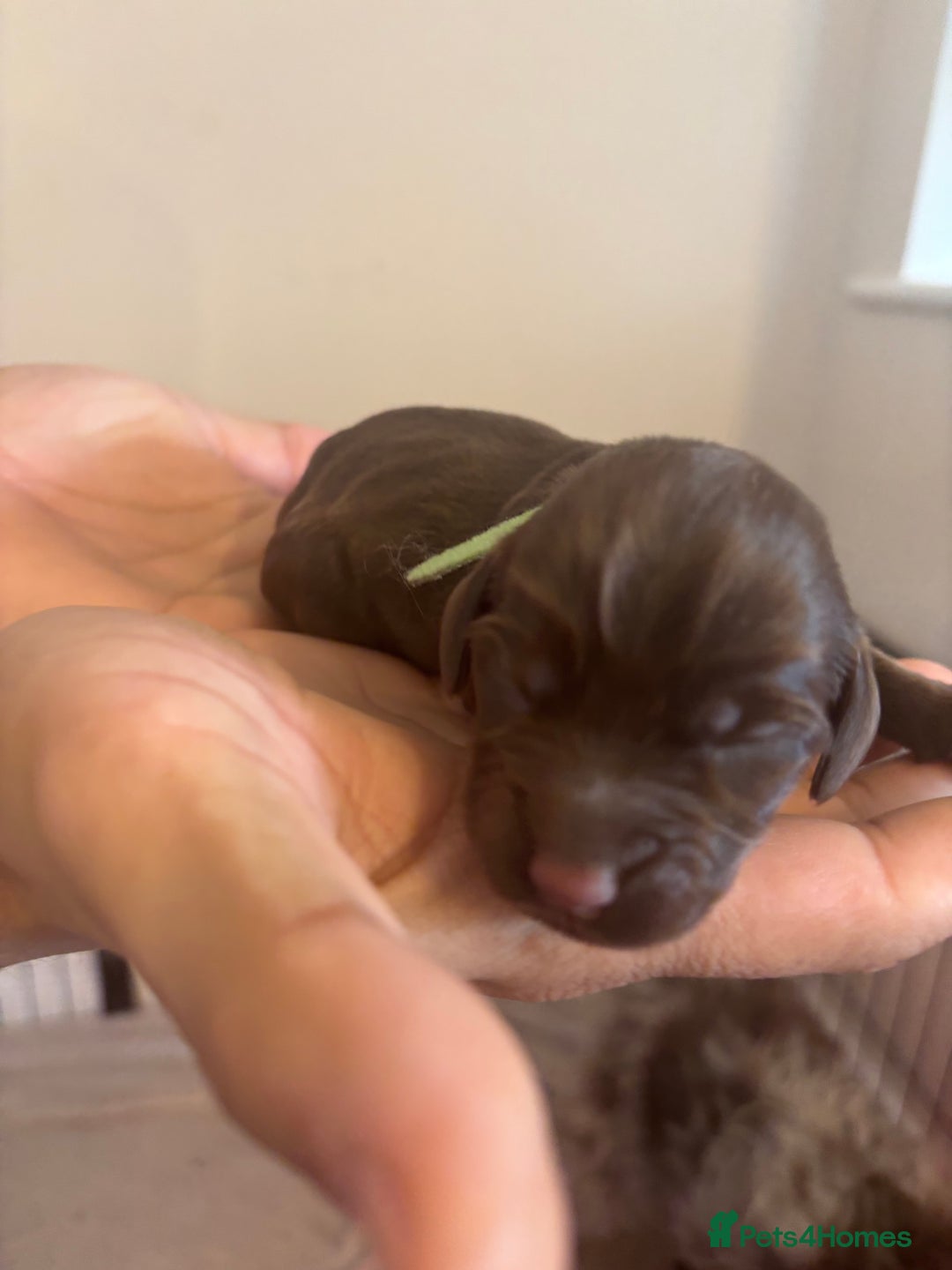 Cockapoo dogs for sale: Cockapoo puppies - Image 15