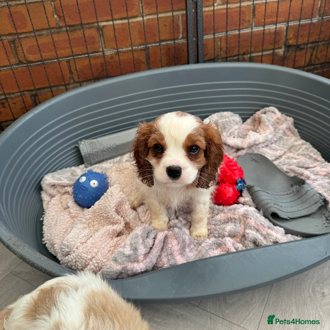 Cavalier King Charles Spaniel dogs for sale: Stunning cavalier King Charles puppies  - Advert 3