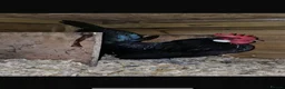 Chickens poultry for sale: Black Dutch Bantam pair - Advert 2