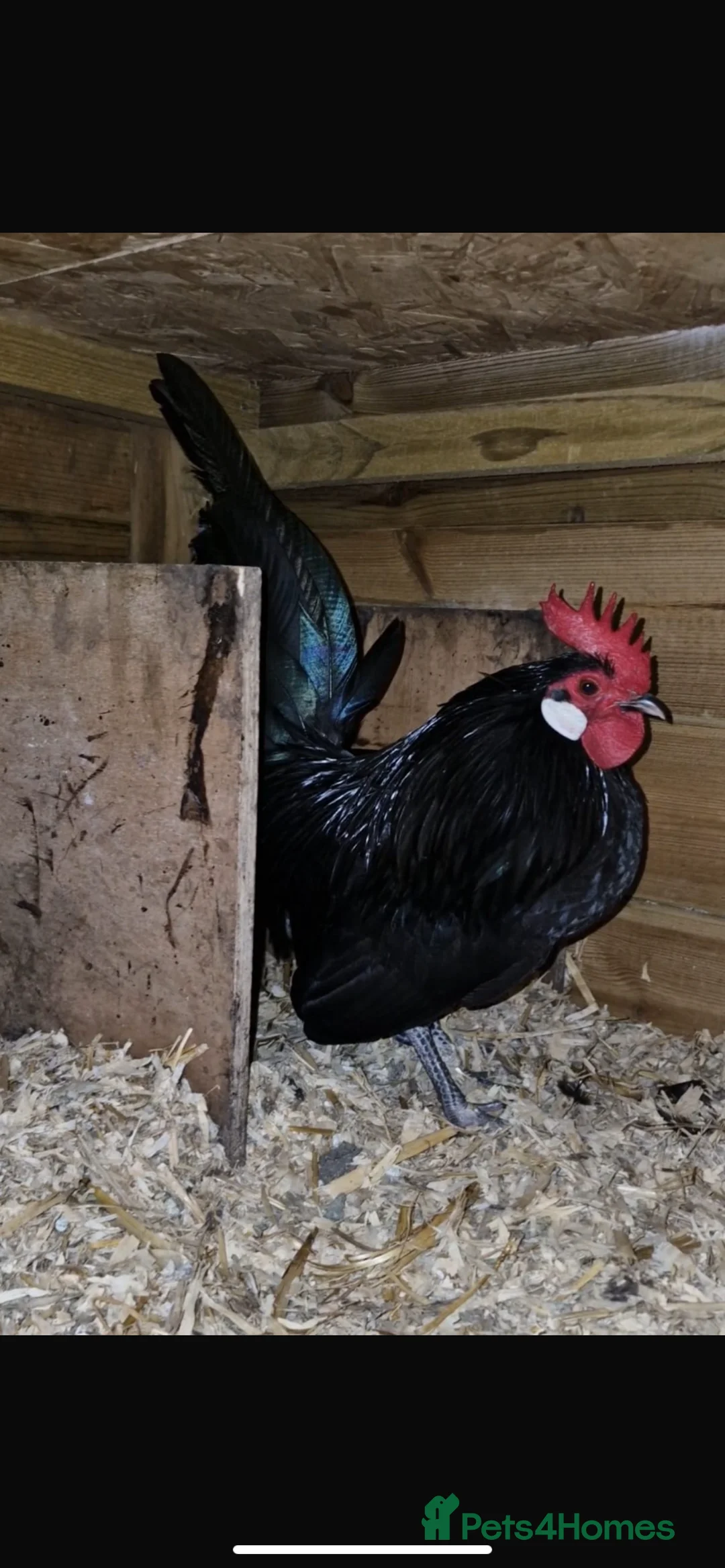 Chickens poultry for sale: Black Dutch Bantam pair - Advert 2