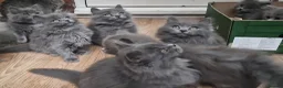 British Longhair cats for sale: Gorgeous British Blue longhair kittens - Advert 6