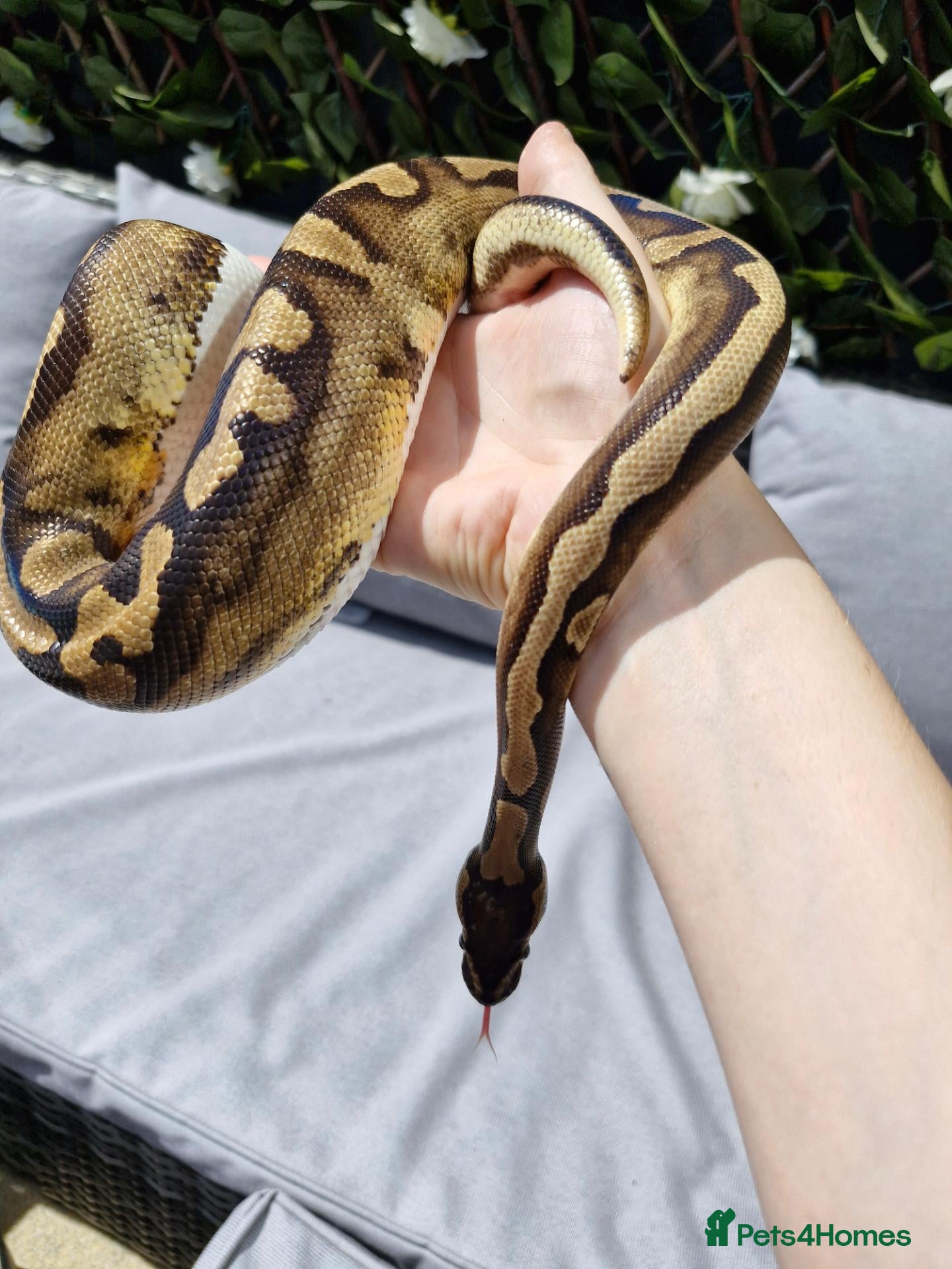 Python Snake reptiles Ball python - Advert 2