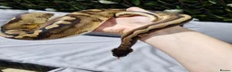 Python Snake reptiles for sale: Ball python in Keighley - Advert 1