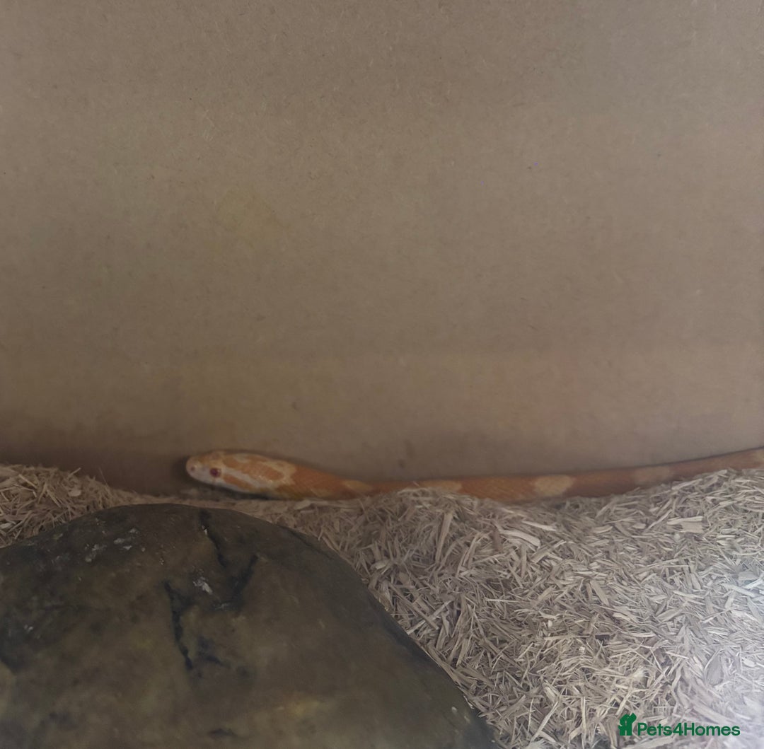 Corn Snake reptiles for sale: 4 y/o Corn snake [with setup] - Advert 2
