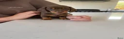 Miniature Dachshund dogs for sale: ⭐️ last boy left ⭐️ 🐶 ready to find his home ⭐️ - Advert 22