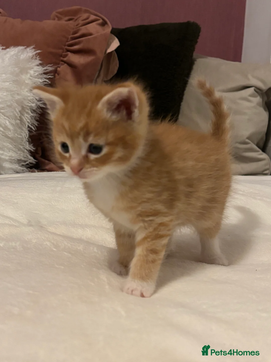 Mixed Breed cats for sale: Maine coon cross kittens ***ONLY ONE BOY LEFT!* - Advert 23