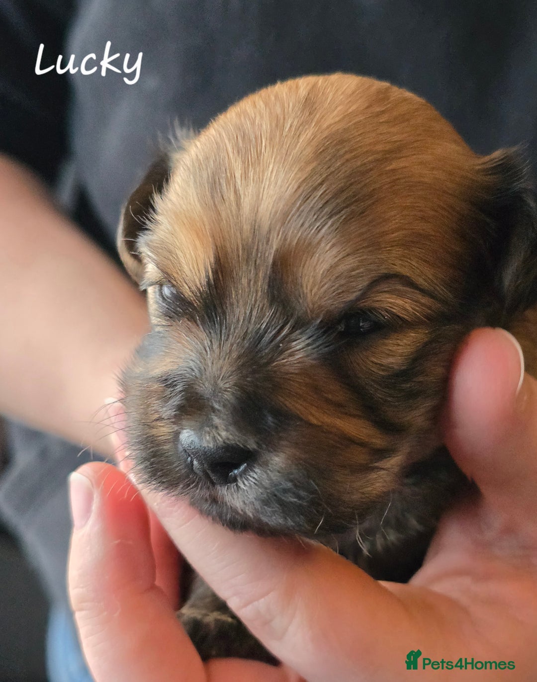 Havanese dogs for sale: Pedigree Havanese pups - Advert 14