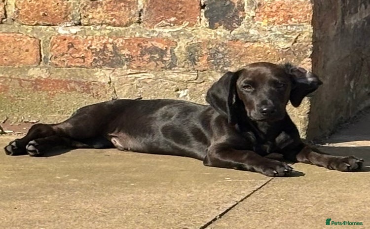 Mixed Breed dogs - Advert 3