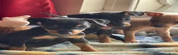 Miniature Pinscher dogs for sale: 🐾 Adorable Miniature Pinscher Puppies . - Advert 15