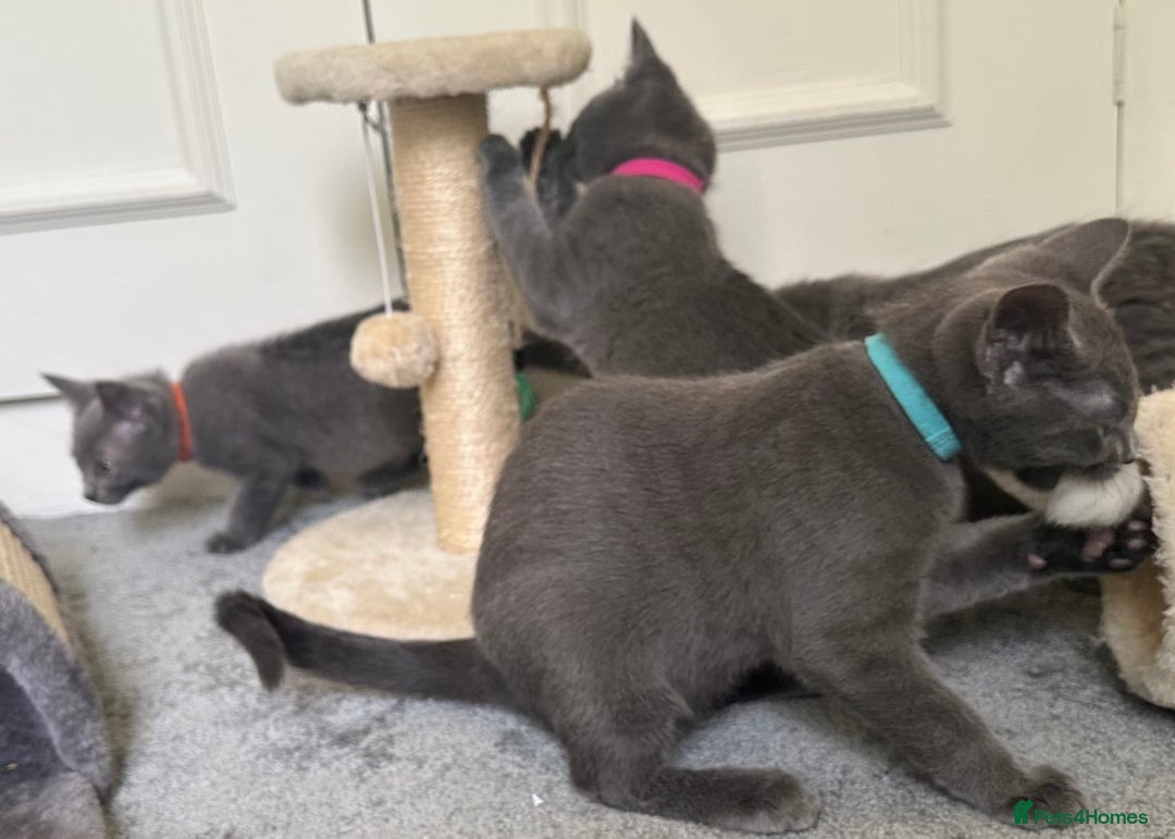 Russian Blue cats for sale: Russian Blue Kittens  in Lanark - Image 7