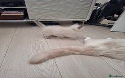 Ragdoll cats for sale: Stunning Ragdoll kittens  - Image 22