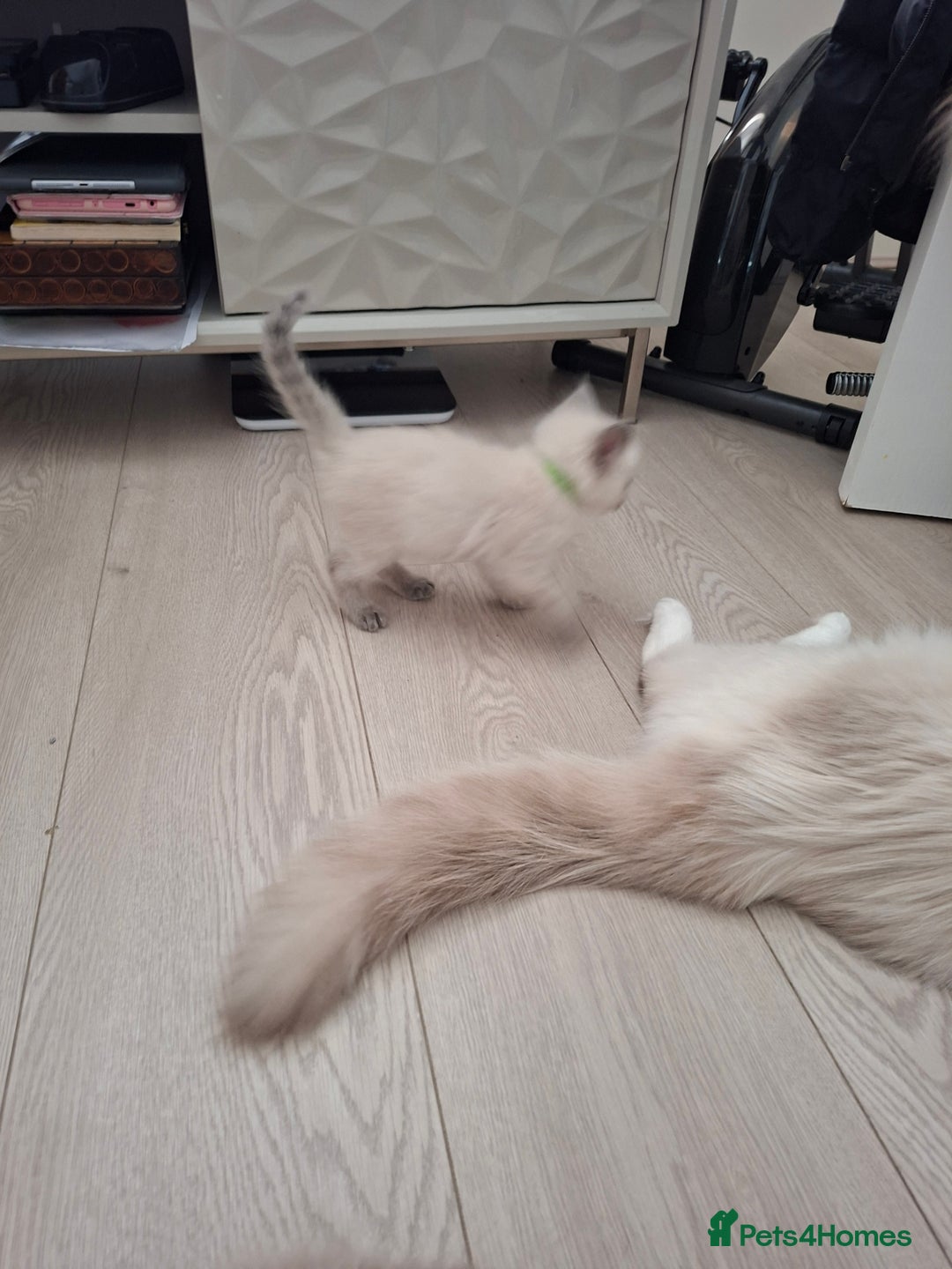 Ragdoll cats for sale: Stunning Ragdoll kittens  - Image 22