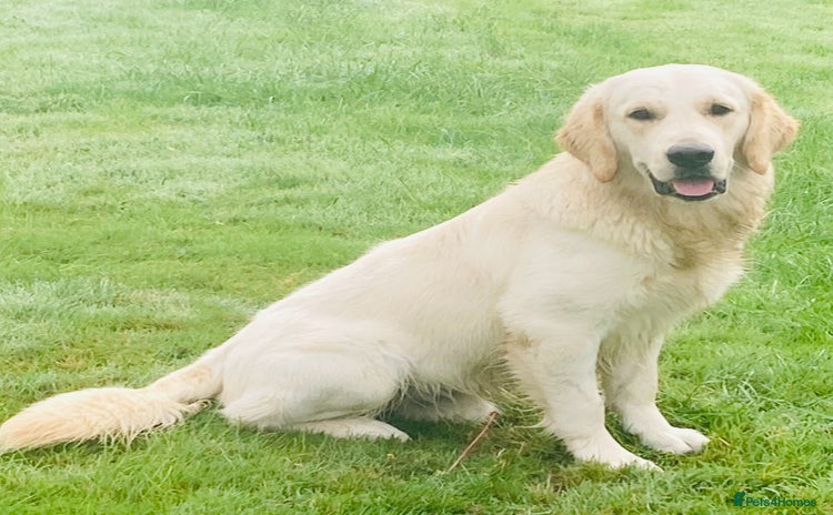 Golden Retriever dogs for stud - Advert 1