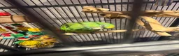 Parrots birds for sale: Yellow crowned Amazon  in Bracknell - Advert 2