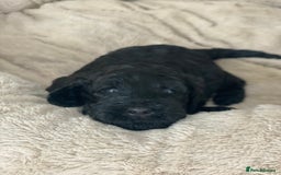 Irish Doodle dogs for sale: Irish doodle/ labradoodle - Image 31