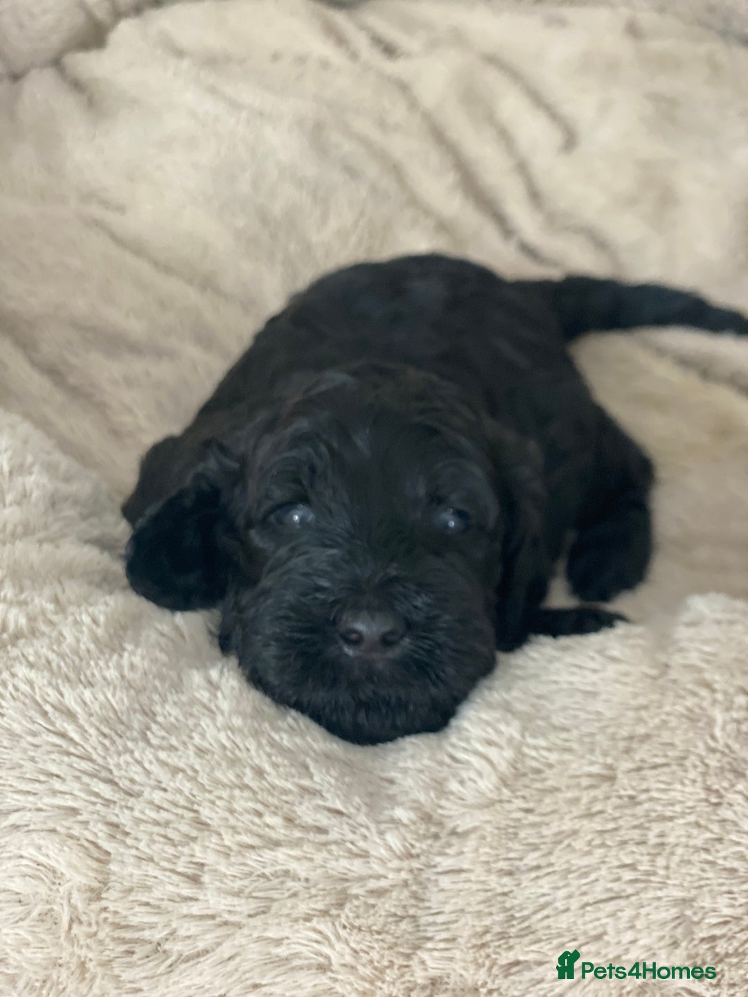 Irish Doodle dogs for sale: Irish doodle/ labradoodle - Image 31