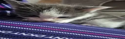 Ragdoll cats for sale: Half ragdoll kittens - Advert 10