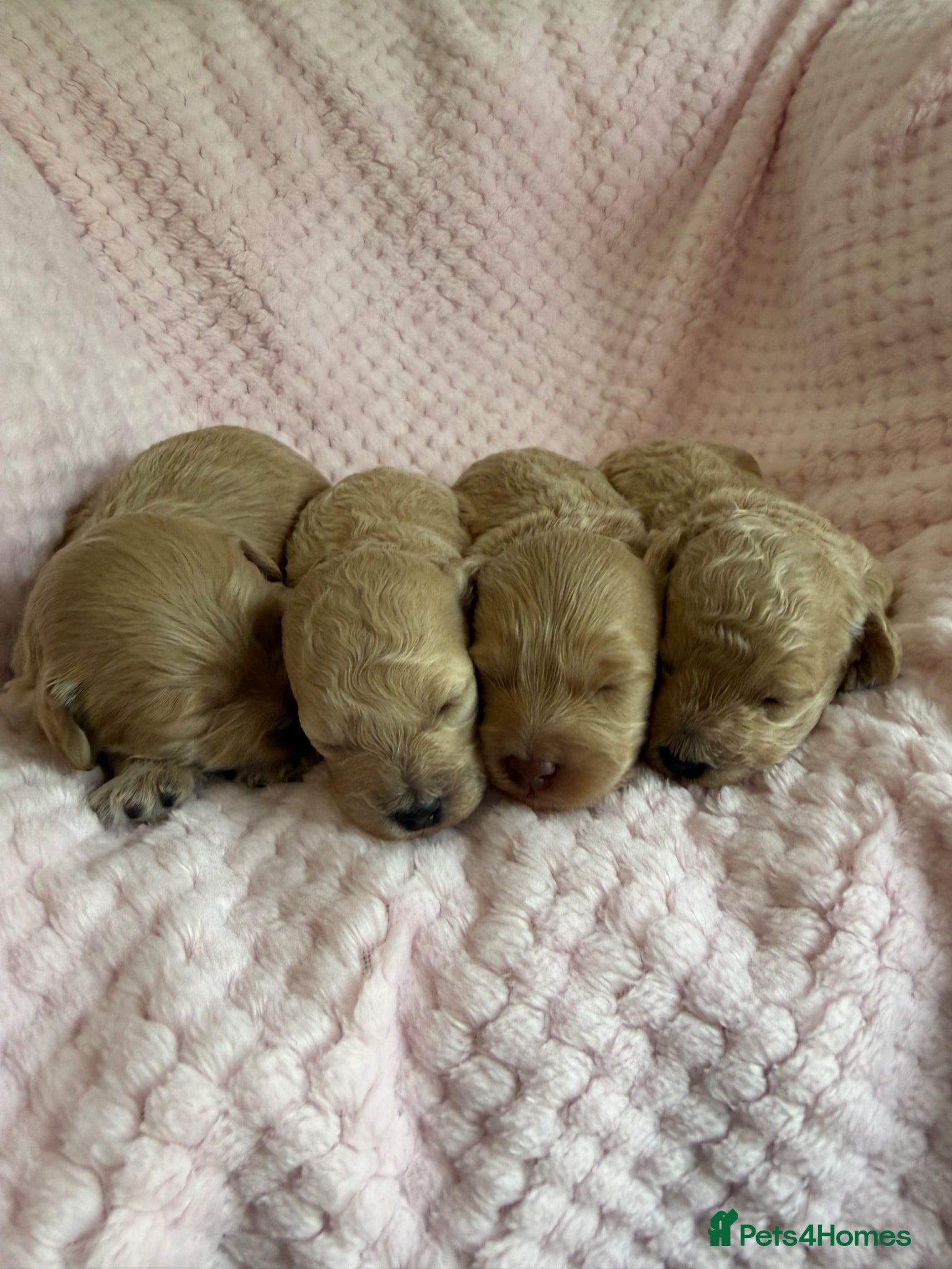 Maltipoo dogs for sale: Champagne F1 Maltipoo Puppies  in Chelmsford - Advert 5