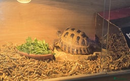 Tortoise reptiles for sale: Horsfield tortoise - Image 4