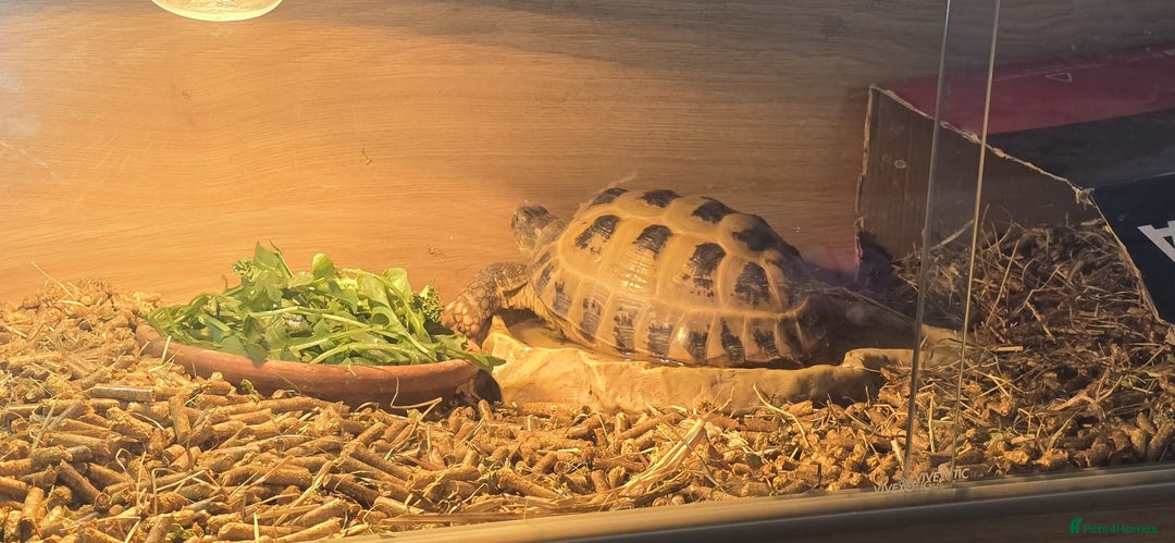 Tortoise reptiles for sale: Horsfield tortoise - Image 4