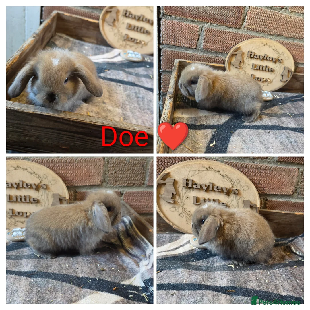 Mini Lop rabbits for sale: Gorgeous pure breed mini lops  - Advert 2