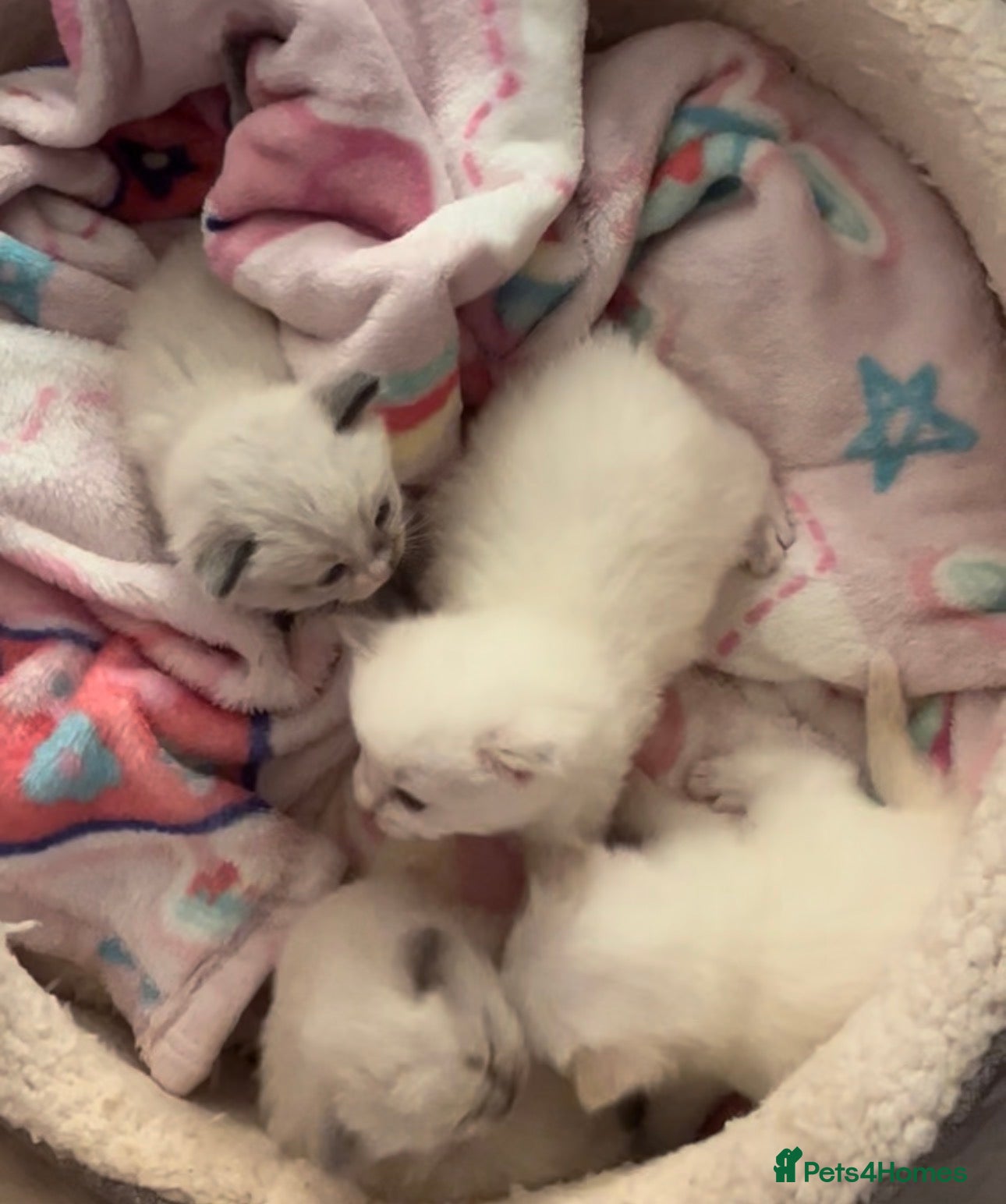 Ragdoll cats for sale: Ragdoll kittens champion breed GCCF show quality  - Advert 6