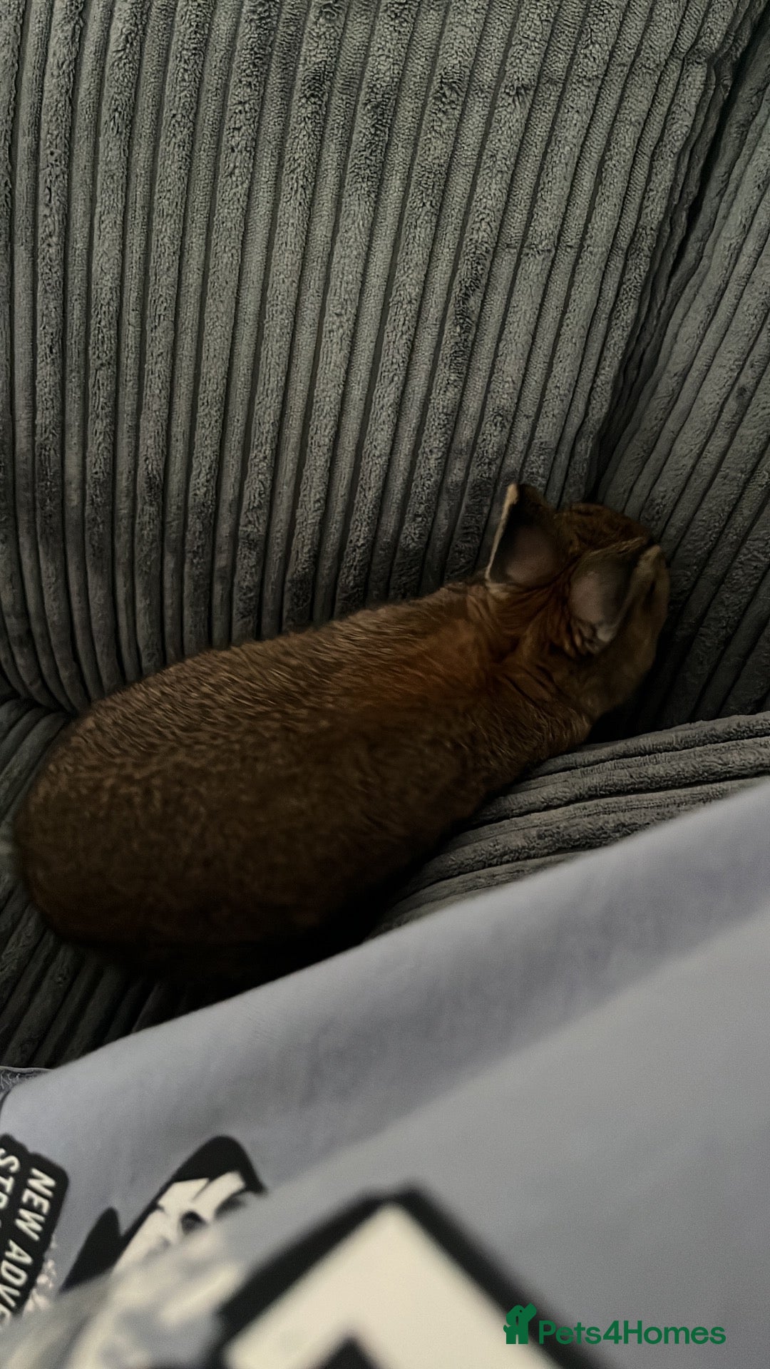 Netherland Dwarf rabbits Beautiful netherland dwarf - Advert 2