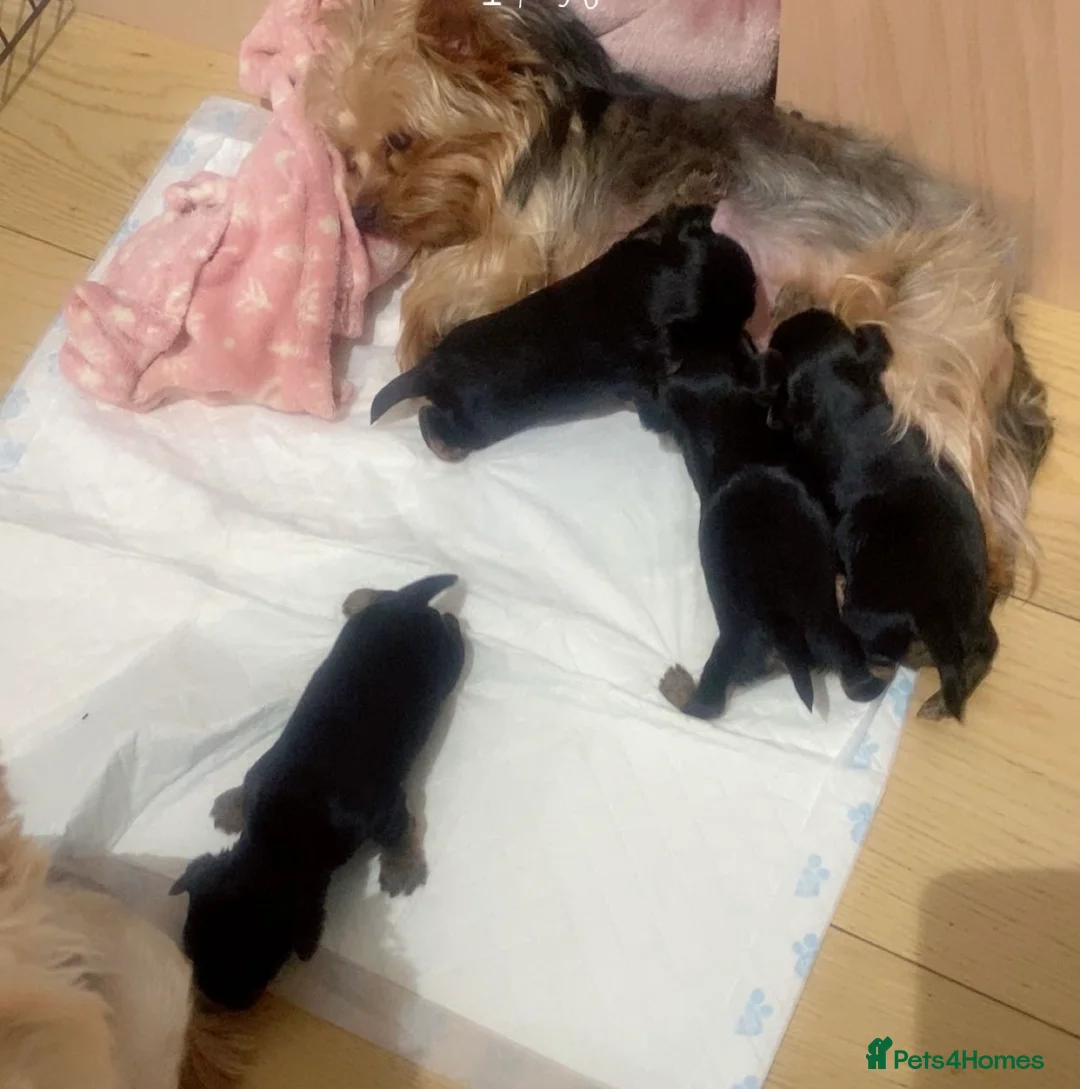 Yorkshire Terrier dogs for sale: 4 yorkshire terrier mini puppie in Basildon - Advert 2