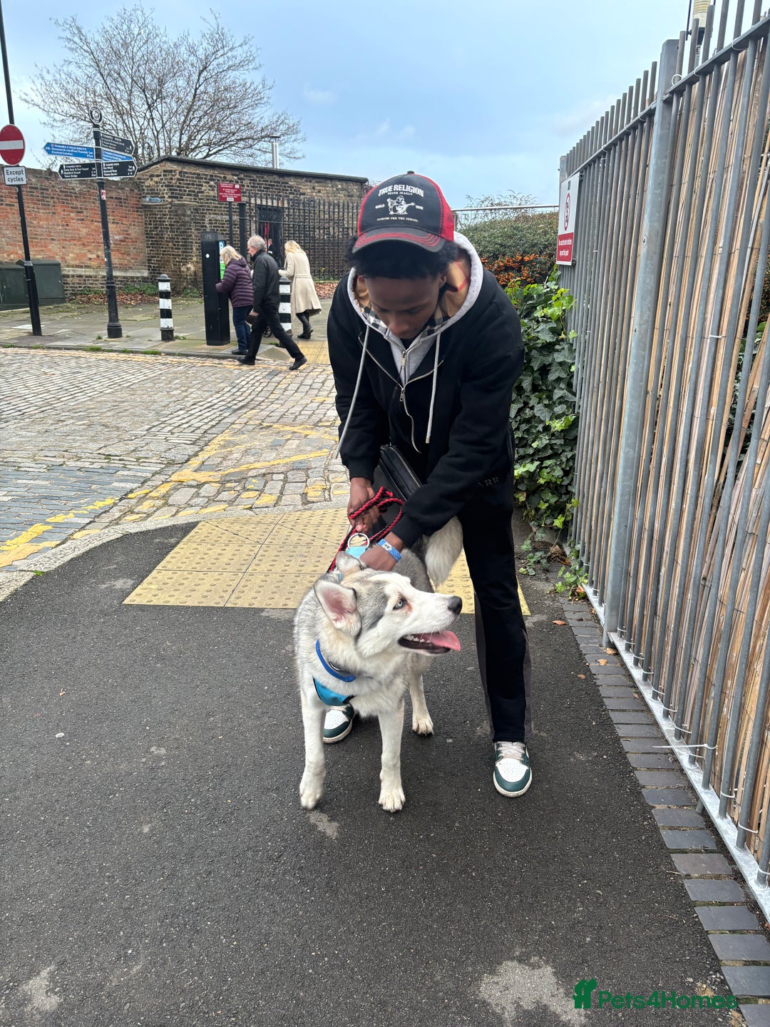 Siberian Husky dogs for sale: Ocean - Advert 4