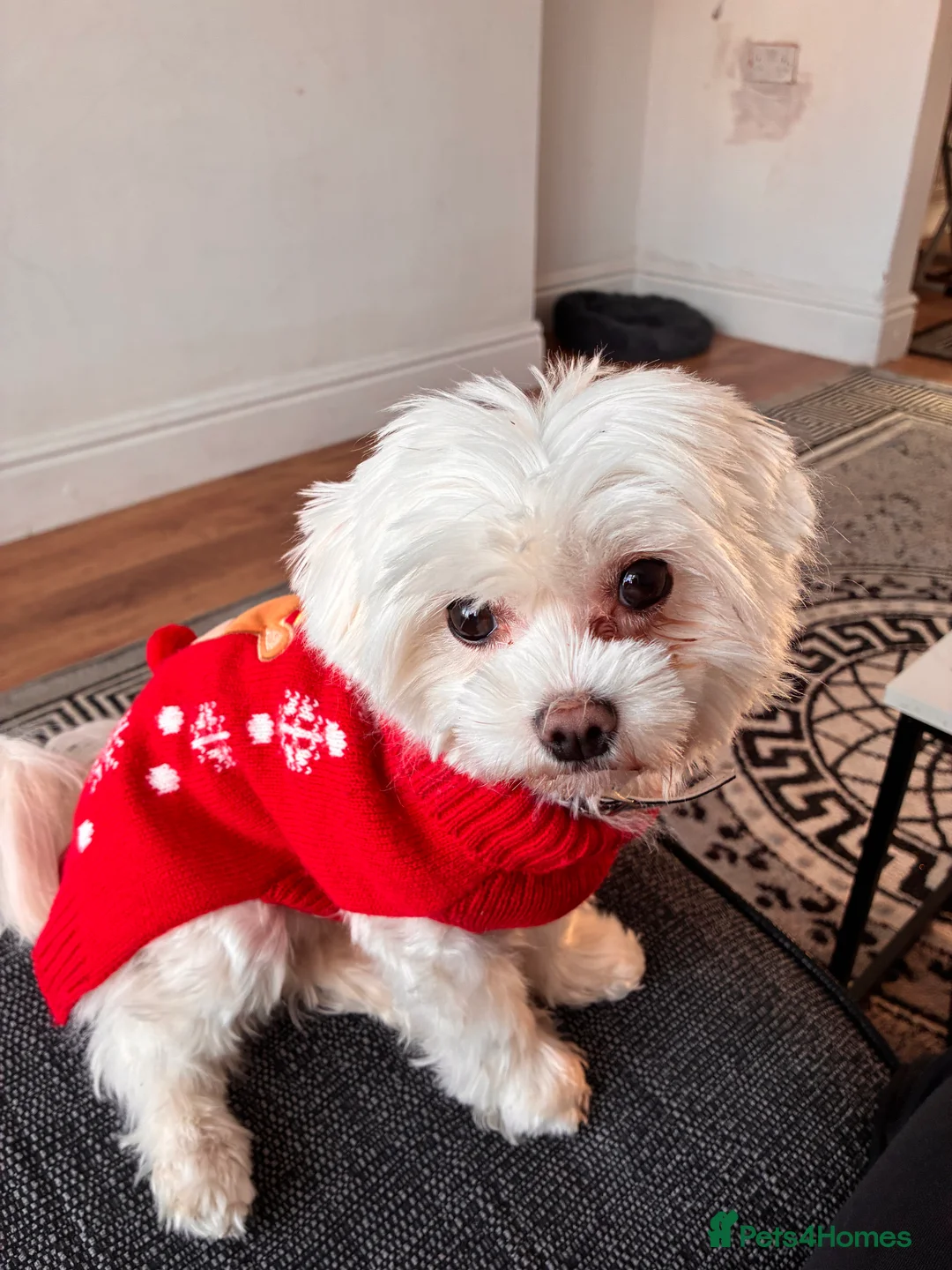 Maltese dogs for sale: Miss Lily  in Rotherham - Advert 2