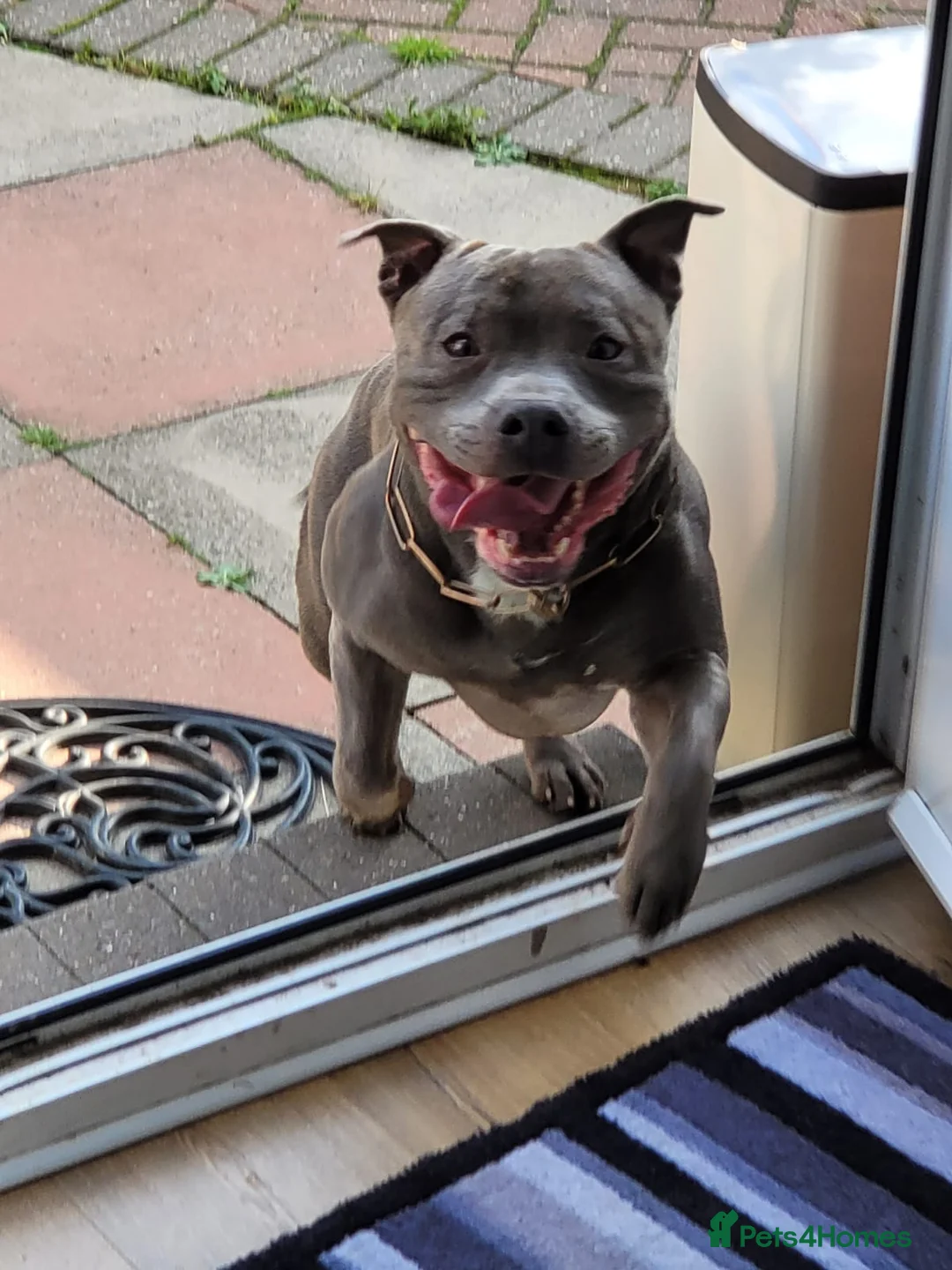 Staffordshire Bull Terrier dogs for stud: Stud for breeding in Ilkeston - Advert 6