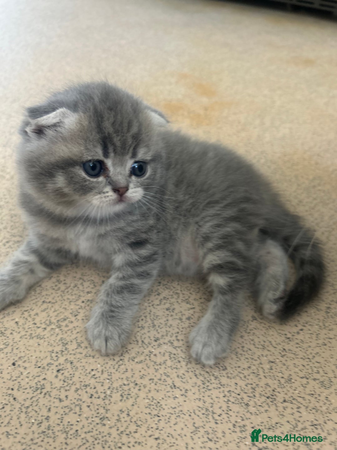 Scottish Fold cats for sale: Scottish fold kittens ready for reservation. - Image 22