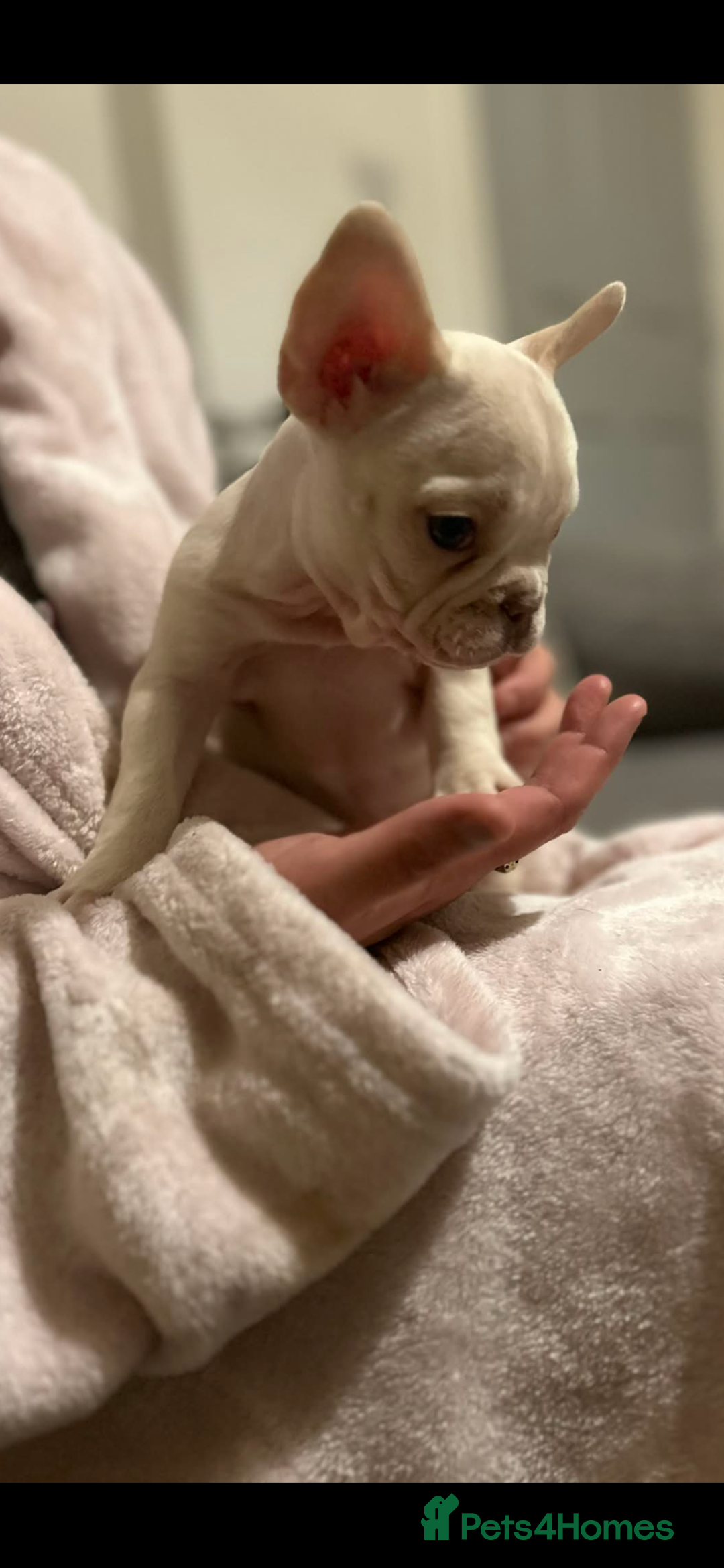French Bulldog dogs for sale: French bulldog pups ready Now reduced‼️ - Advert 5