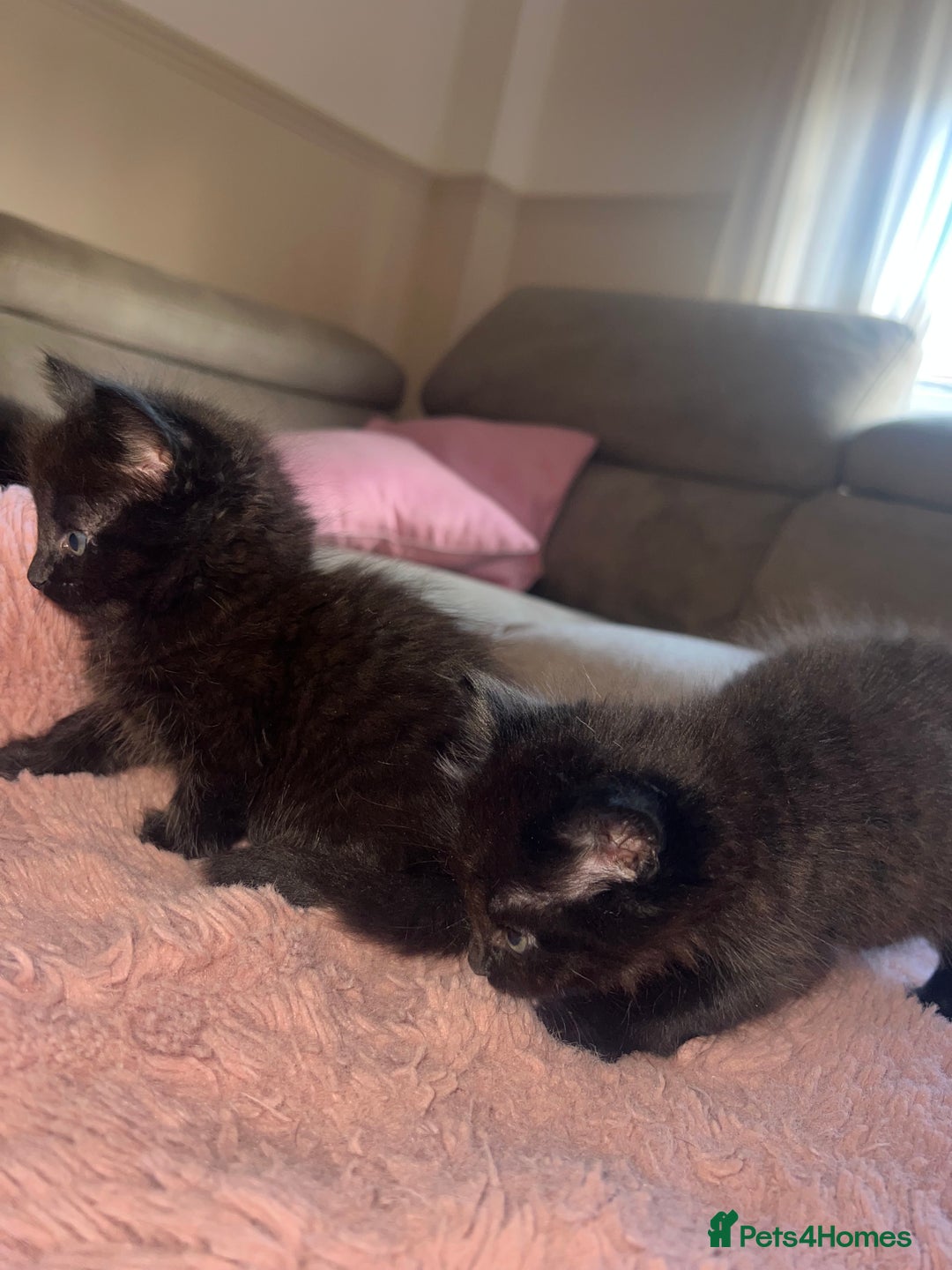 Norwegian Forest Cat cats for sale: Norwegian forest/ Bombay kittens  - Image 5