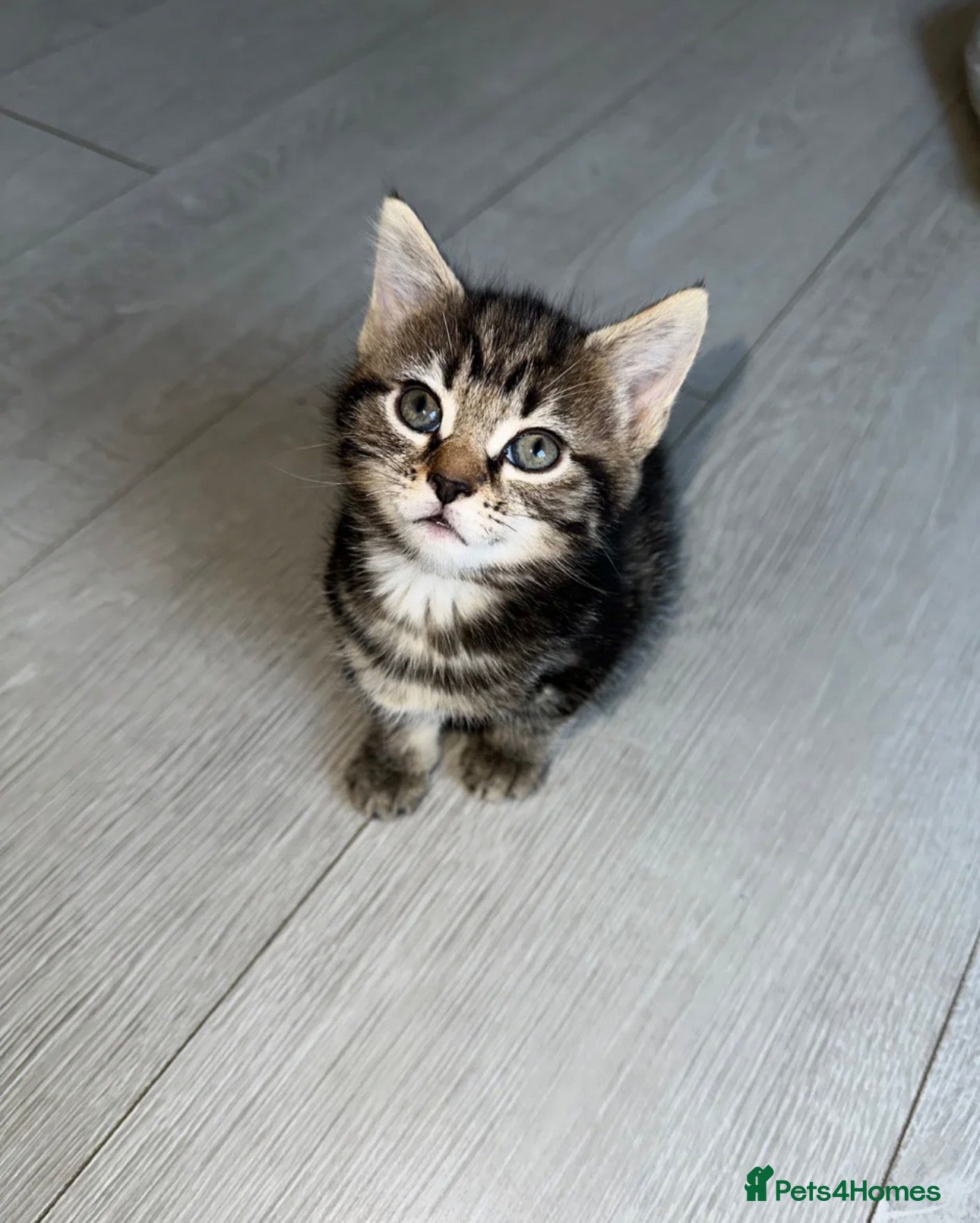 Mixed Breed cats Ready to go beautiful female kitten ❤️ - Advert 18