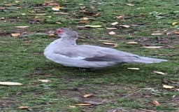 Ducks poultry for sale: Muscovy ducks for sale - Image 2